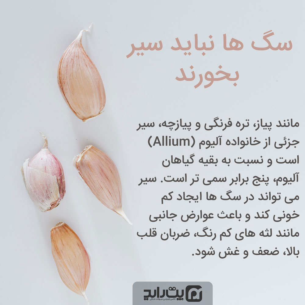 سیر برای سگ